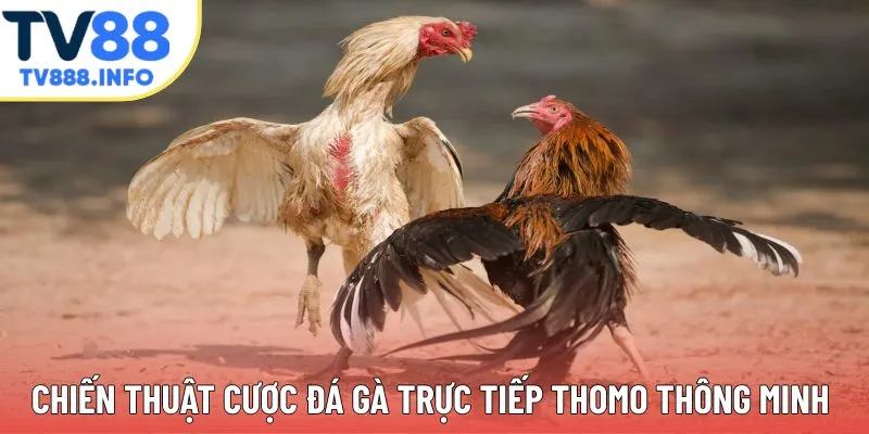 Chiến thuật đặt cược đá gà trực tiếp Thomo thông minh