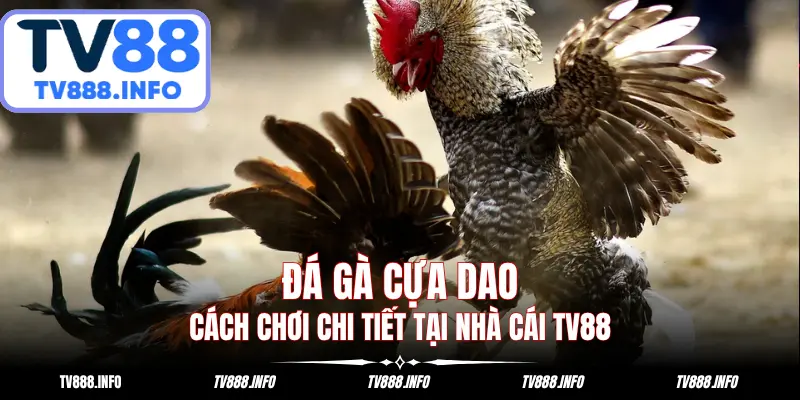 Đá Gà Cựa Dao: Cách Chơi Chi Tiết Mới Nhất Hiện Nay 2025