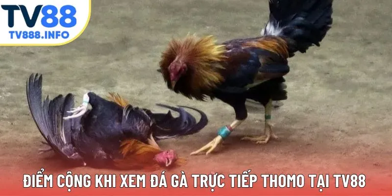 Điểm cộng khi xem đá gà trực tiếp Thomo tại nền tảng