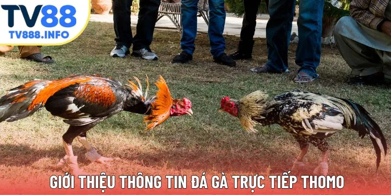 Giới thiệu thông tin đá gà trực tiếp Thomo ấn tượng
